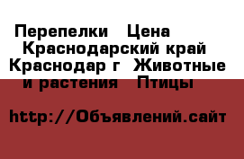 Перепелки › Цена ­ 150 - Краснодарский край, Краснодар г. Животные и растения » Птицы   
